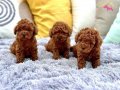MÜKEMMEL TOY POODLE YAVRULAR 
