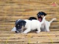 KISA BACAK JACK RUSSEL YAVRULAR 
