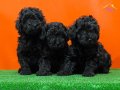 IRKININ EN İYİSİ EN ÖZELİ SİYAH POODLE YAVRU 
