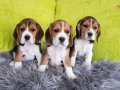 Irk garantili beagle yavrularımız 