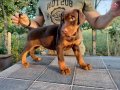 King size efsane doberman yavrular 