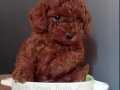Bebek gibi toy poodle yavrular 