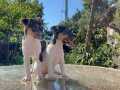 Kısa bacak kısa kuyruk jack russel terrier 