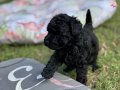 Siyah inciler en özel poodle yavrular 