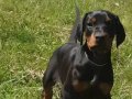 Irkının en güzeli doberman yavrular 