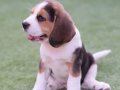 Irkının en güzeli beagle yavrular 