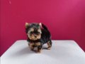 Tea Cup Yorkshire terrier yavrular 