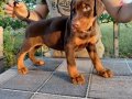 Efsane güzellikte doberman yavrular 