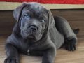 Irkının en güzeli Cane corso yavrular 