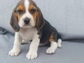 Beagle yavrular mükemmel kalite 