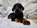 King size siyah doberman yavrular 