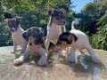 Kısa kuyruk Kısa bacak jack Russel yavru 