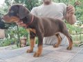 Kızıl kalıplı mükemmel doberman yavrular 