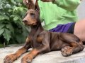 Kızıl doberman yavrular 
