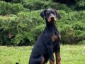 Siyah doberman yavrular ırkının en güzeli 