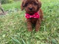 En özel yavrular toy poodle 