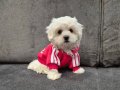 Kar beyaz maltese terrier yavru 