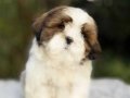 Irkının en güzeli shihtzu yavrular 