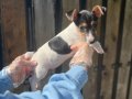 Kısa bacak kısa kuyruk jack russel terrier 