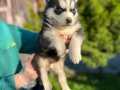 Mükemmel maskeli husky Sibirya kurdu