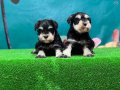 Tek resmi üreticiden schnauzer yavrular