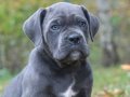 Dev cane corso yavrularımız 
