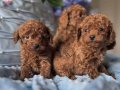 Irkının en güzeli toy poodle yavrular 