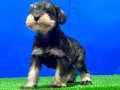 Karakteriyle Hayran Bırakan İkonik Minyatür Schnauzer Yavrusu