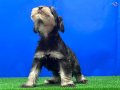 Karakteriyle Hayran Bırakan İkonik Minyatür Schnauzer Yavrusu