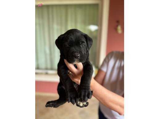 SECERELİ BABA’DAN KOCA KAFA CANE CORSO YAVRULARI 