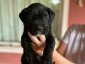 SECERELİ BABA’DAN KOCA KAFA CANE CORSO YAVRULARI 