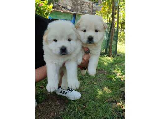 Safkan chow chow yavrularımız 
