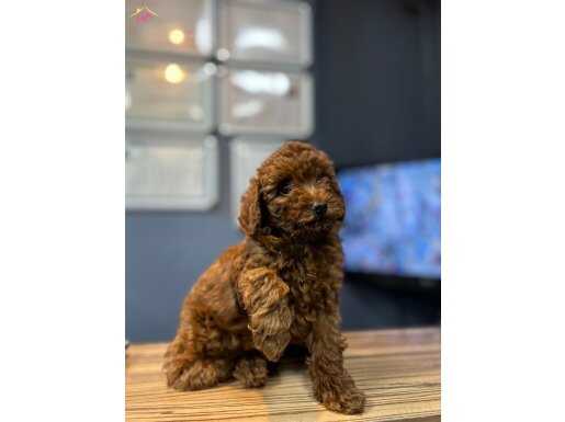 A KALİTE TOY PODDLE 