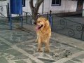 Badi muhteşem oğlan