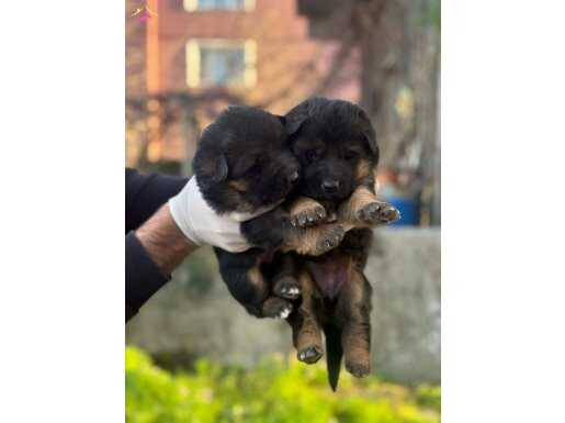 Federasyon Kayıtlı Gerçek Safkan Alman Kurdunun Yavruları