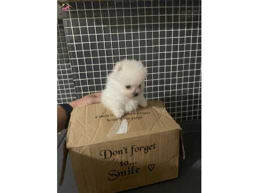 A klas Pomeranian 