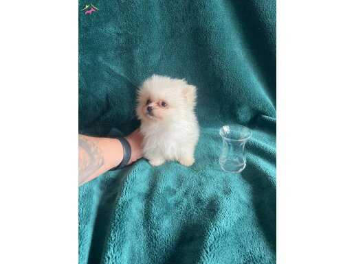 A kalite Pomeranian 