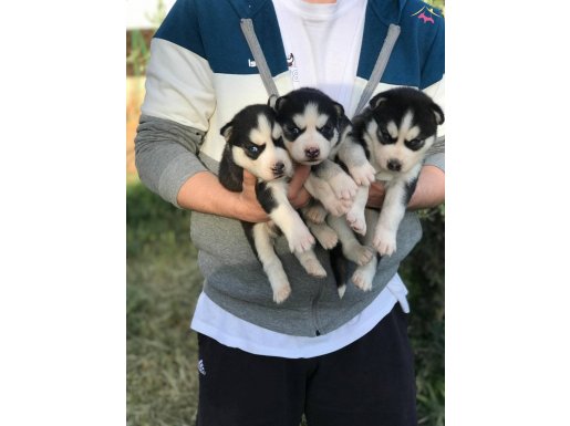 SAFKAN HUSKY BEBEKLERİMİZ