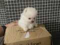 A klas Pomeranian 