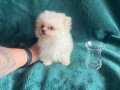 A kalite Pomeranian 
