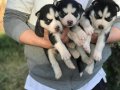 SAFKAN HUSKY BEBEKLERİMİZ