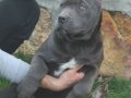 XXL Gen Cane Corso Yavrular