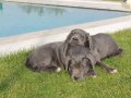 XXL Gen Cane Corso Yavrular