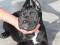 XXL Gen Cane Corso Yavrular