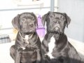 XXL Gen Cane Corso Yavrular