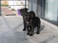 XXL Gen Cane Corso Yavrular