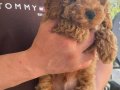 Toy Boy Poodle Bebek