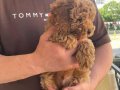 Toy Boy Poodle Bebek