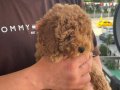 Toy Boy Poodle Bebek