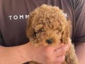 Toy Boy Poodle Bebek